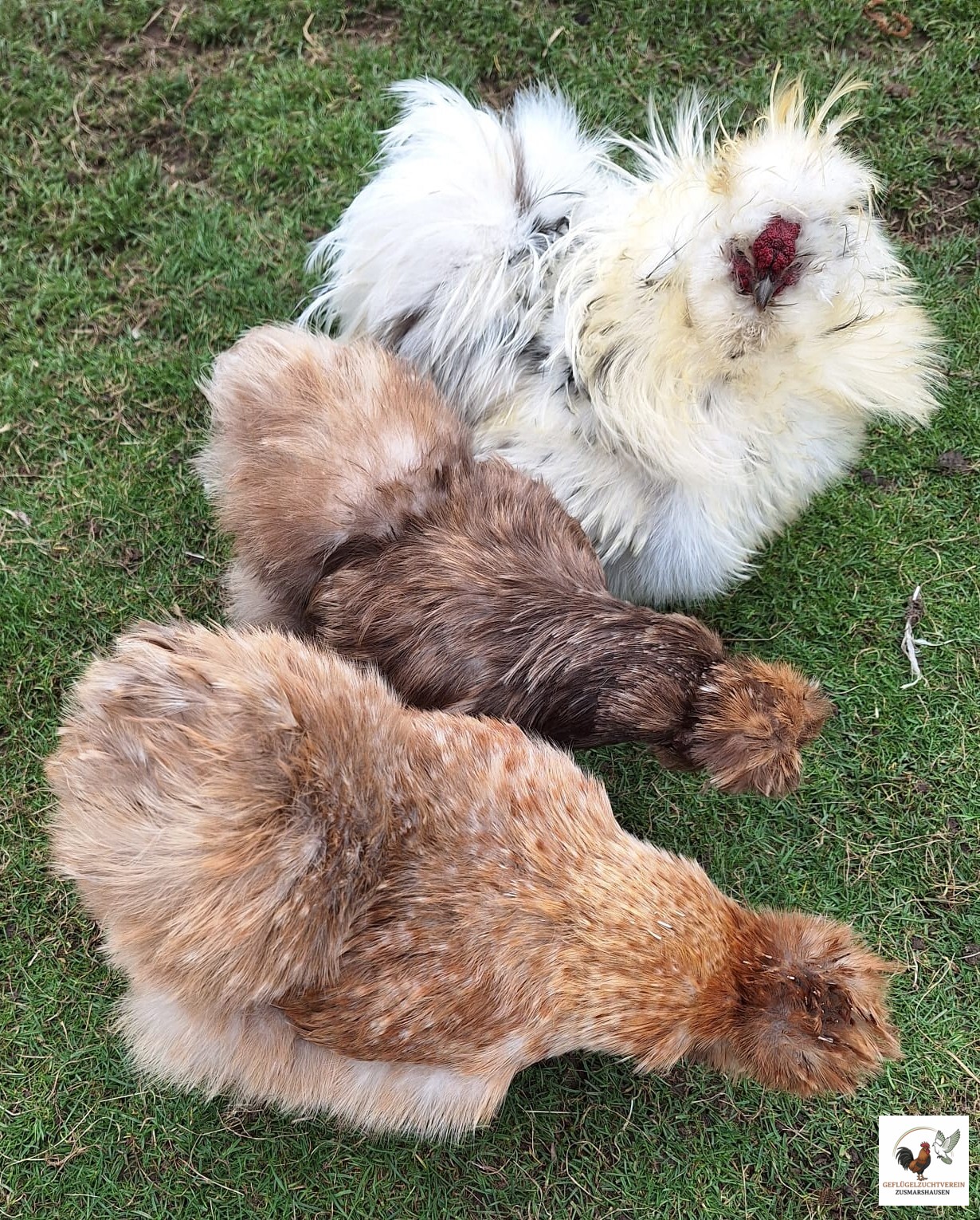Us Silkie 2.jpg